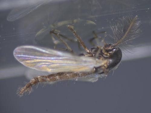 Réf. 212 389 : Orthocladiinae inconnu